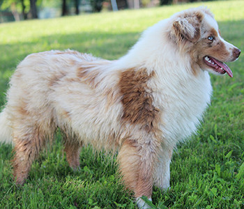 Vedette Des Minis Monts Bleus